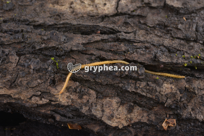 Géophile - gryphea.com